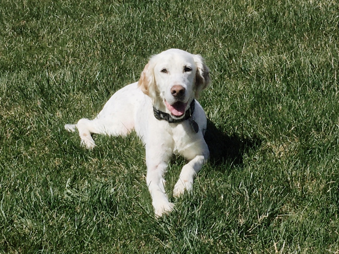 Hunter smiling in a sunny green yard